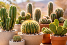 Fakta Ilmiah dan Keunikan Kaktus Hingga Jadi Tanaman Hias Favorit 