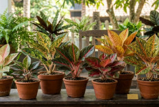 Deretan Aglaonema Termahal, Dari Lotus Delight hingga Golden Hope yang Tembus Rp50 Juta