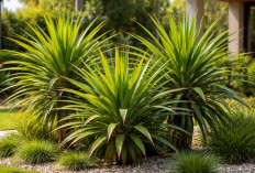 Pandan Bali Cordyline Australis, Tanaman Tropis Elegan yang Tangguh di Cuaca Panas dan Mudah Dirawat