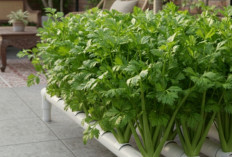 Cara Menanam Seledri Hidroponik, Dari Semai Biji Hingga Tumbuh Rimbun, Cocok untuk Pekebun Rumahan