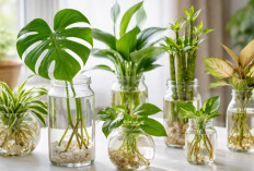 Panduan Praktis Menanam Tanaman Hias di Air, Solusi Estetik Tanpa Perlu Pakai Tanah