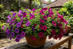 Petunia Berbunga Lebat di Pot, 5 Teknik Sederhana Agar Tanaman Penuh Kuncup Sepanjang Musim