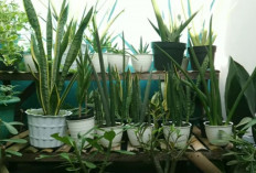 Cara Agar Tanaman Hias Sansevieria Si Lidah Mertua Tetap Rimbun di Rumah dan Efektif Membersihkan Udara