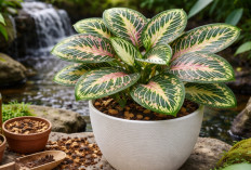 Calathea Merak Itu Tanaman Hias Cantik, Tapi Jangan Asal Rawat Kalau Tak Mau Daunnya Mengering, Ini Tipsnya!