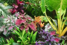 Tetap Cantik! Ini 13 Tanaman Outdoor Paling Tahan Panas, yang Perawatannya Nggak Ribet