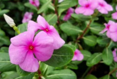 Tapak Dara, Tanaman Cantik Bernilai Medis Tinggi yang Tahan Cuaca Ekstrem