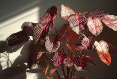 15 Tanaman Hias Eksotik untuk Rumah Kecil Minim Cahaya, Solusi Cantik dan Mudah Dirawat