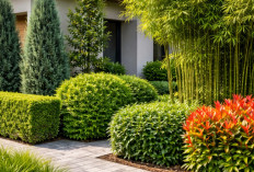 Bingung Pilih Pagar Hijau? Ini Rekomendasi Tanaman yang Bikin Tampilan Rumah Lebih Elegan