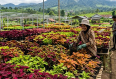 Miana Sultan dari Lembang Jadi Incaran Kolektor, Ini Keunikan Daun Warna-warni dan Cara Merawatnya