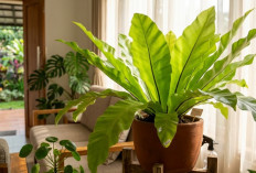 Kadaka, Si Pakis Sarang Burung yang Banyak Digemari Pecinta tanaman Tanaman Hias