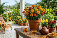 Awalnya Cuma Hiasan, Ternyata Marigold Bisa Jadi Tanaman Hias Cantik Sekaligus Herbal 