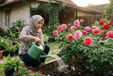 Sering Menyiram Tapi Mawar Tetap Layu? Ini Cara Penyiraman yang Benar agar Tanaman Rajin Berbunga