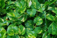 Sirih Gading Favorit Pecinta Tanaman Hias! Ini Enam Varietas Pothos Cantik yang Mudah Dirawat di Rumah