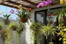 Daftar 7 Tanaman Gantung Tahan Panas Untuk Rumah Minimalis yang Ingin Tetap Asri Sepanjang Tahun