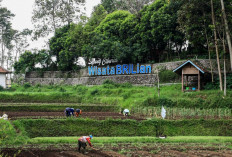 Jangkau 5.245 Desa BRILiaN, BRI Perluas Dukungan bagi Pengembangan Ekonomi Desa