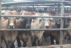 Cara Beli Hewan Kurban 2026 di Dompet Dhuafa, Ini Daftar Harga Kambing, Sapi hingga Unta