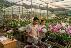 Bisnis Anggrek Bisa Raup Cuan, Ini Cara Memulai Usaha Tanaman Hias yang Berpotensi Untung Besar