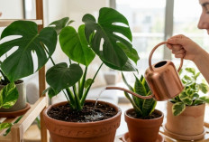 Sering Disiram Malah Mati? Ini Kesalahan Penyiraman Tanaman Hias Indoor yang Sering Dilakukan