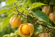 Khasiat Ciplukan untuk Kesehatan Terbukti, Buah Kecil dengan Manfaat Besar