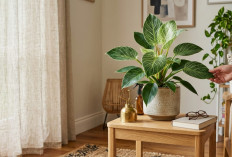 7 Cara Merawat Philodendron Birkin untuk Pemula, Agar Tumbuh Sehat dan Daunnya Tetap Cantik