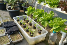 Tanam Selada Hidroponik Anti Gagal! Panduan Praktis dari Semai hingga Panen di Rumah