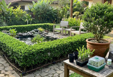 Dari Satu Indukan Jadi 40 Tanaman, Cara Hemat dan Aman Membuat Pagar Boxwood Sendiri