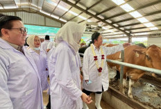 Pemerintah Targetkan Tambahan 600 Ribu Sapi Perah hingga 2029 untuk Kejar Swasembada Susu