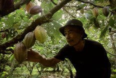 Dari Potensi Lokal ke Prestasi Nasional, Desa BRILiaN Sausu Tambu Perkuat Ekonomi Pesisir