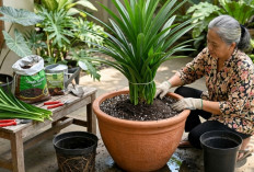 Cara Simpel Bikin Pandan Bali Cepat Besar di Pot, Begini Trik Perawatan Sederhananya