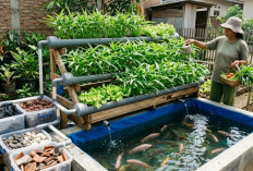 Cara Sederhana Bikin Akuaponik di Rumah, Panen Ikan dan Sayur Sekaligus
