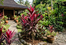 Hanjuang Merah Tren Lagi, Tanaman Klasik Cantik dengan Segudang Manfaat dan Perawatan Super Mudah