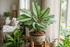 Trik Merawat Calathea Merak Agar Tetap Lembap, Sehat, dan Memukau Sepanjang Waktu