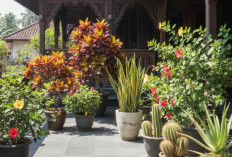 Bisa Mempercantik Teras, 5 Tanaman Hias Ini Tetap Tangguh Saat Terik dan Minim Perawatan