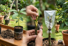 Cara Menanam Alpukat di Pot Biar Cepat Berbuah, Panduan Praktis dari Biji sampai Panen