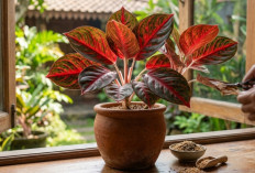 Aglonema Red Legacy: Tanaman Hias Merah yang Cantik di Rumah, Ini Cara Menanam dan Merawatnya dengan Mudah
