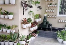 10 Tanaman Indoor untuk Rumah estetis: Cantik, Mudah Dirawat, dan Bikin Udara Lebih Segar
