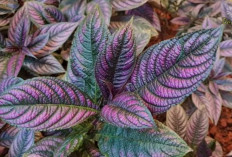 20 Tanaman Hias Daun Favorit untuk Hunian Modern yang Elegan dan Tahan Lama