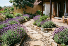 Tanaman Lavender Bikin Taman Rumah Jadi Estetik, Wangi, dan Instagramable Sepanjang Tahun