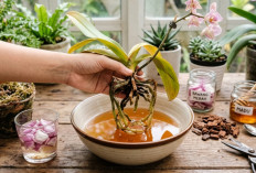 Jangan Dibuang Dulu! Begini Cara Menghidupkan Lagi Tanaman Hias Anggrek Yang Busuk Akar 
