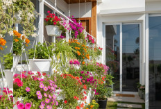 Rekomendasi Tanaman Hias Gantung Tahan Panas untuk Hunian Perkotaan 