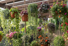 Rekomendasi Tanaman Gantung yang Perawatannya Mudah untuk Estetika Rumah Minimalis