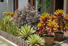 5 Tanaman Hias Outdoor Tahan Panas yang Cocok untuk Teras dan Halaman Rumah