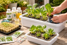 Praktis Dijamin Berhasil! Cara Menanam Sayuran Hidroponik di Rumah dengan Paket Sederhana, Cocok untuk Pemula