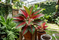 Sering Dianggap Sepele, 5 Kesalahan Merawat Aglaonema Ini Bisa Bikin Daunnya Kusam dan Tanaman Tidak Subur