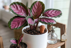 Pakai Media Tanam yang Tepat Untuk Calathea Crimson Agar Daun Pink-nya Makin Subur dan Cerah