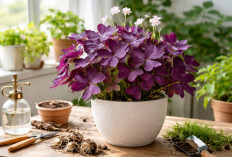 Rahasia Oxalis Triangularis Tampil Prima, Panduan Lengkap untuk Pecinta Tanaman Hias Daun Ungu