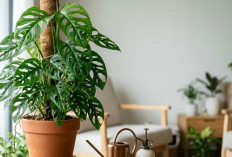 Ternyata Ini Rahasia Monstera Adansonii Bisa Tumbuh Rimbun, Cocok Buat Pemula yang Ingin Rumahnya Lebih Segar
