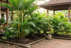 Supaya Tanaman Palem Kuning Tidak Cepat Menguning, Perhatikan Beberapa Hal Ini