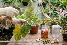 Pohon Tin Diserang Hama? Begini Cara Membuat Insektisida Tanaman Alami yang Aman untuk Kebun Rumah
