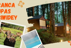 Pesona Ranca Upas Ciwidey, Wisata Alam Favorit dengan Rusa Jinak dan Air Panas Alami